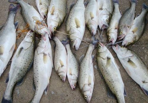 供应鲜活水产鱼类 淡水鱼苗批发 特种淡水鱼类养殖 加州鲈鱼.
